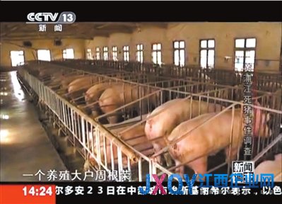 浙江嘉興村民不知80元生豬死亡補(bǔ)貼