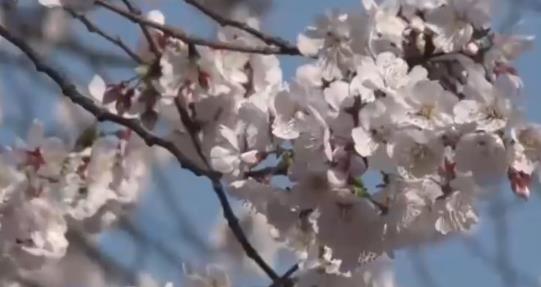 廬山方竹寺：陽光明媚藍(lán)天白云 櫻花燦爛迎風(fēng)盛開